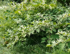 Dense growth of Japanese knotweed
