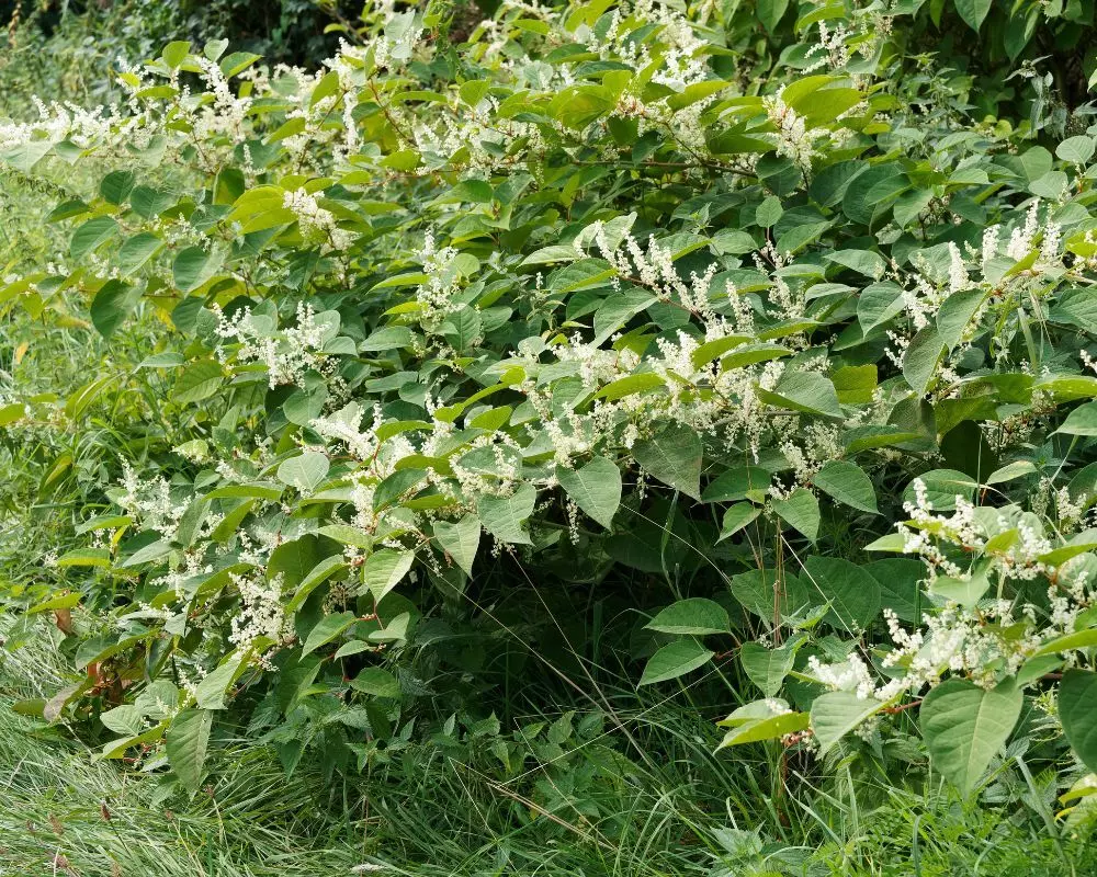 Dense growth of Japanese knotweed
